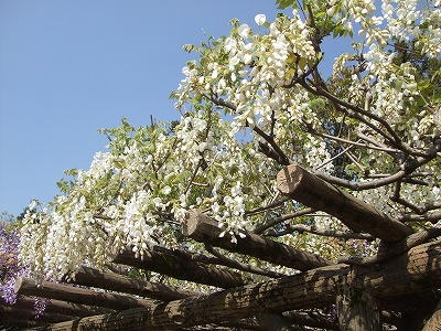 s-DSCF3277.jpg