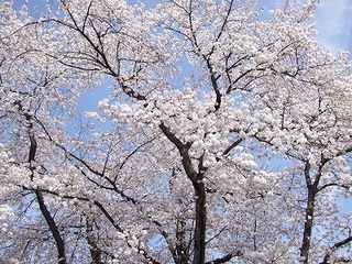 s-DSCF6967.jpg