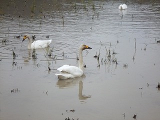 s-DSCF8562.jpg
